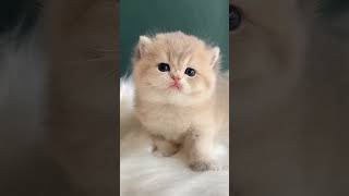 funny and cute cats 🥺🐈😂