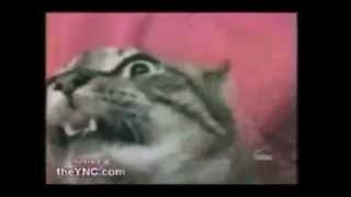 cat does not compute - cat does not compute Profile