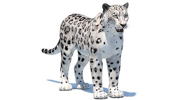 Snow Leopard 3D Model: Download - 3Ds Max, Maya | ​PROmax3D
