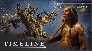 The Oldest Living Thing In The World: The Mysterious Methuselah Tree | Oldest Tree | Timeline