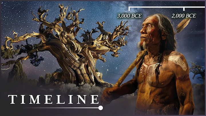 The Oldest Living Thing In The World: The Mysterious Methuselah Tree | Oldest Tree | Timeline