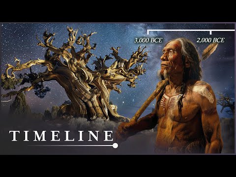 Video: Când a murit copacul Metusalem?