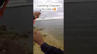 Crescent Grunter caught with shrimp bait! 😱😱 #youtubeshorts #shorts
