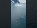 Watching Antarctica Come to Life in Real Time | The Dodo