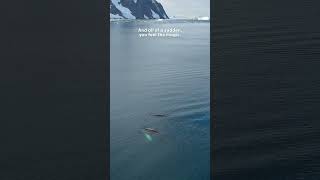 Watching Antarctica Come to Life in Real Time | The Dodo
