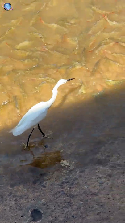 🇹🇭 THAILEX VDO A Little Egret’s Silent Riverside Hunt