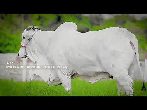 LOTE 14 ANP 4452 COM MÃE