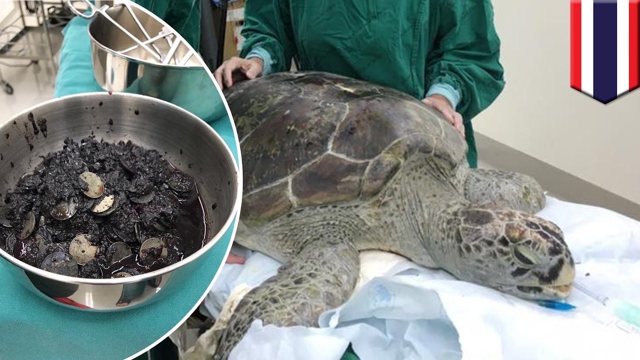 Coins Turtle Shell Turtle swallows coins: Surgeons find 915 coins inside endangered green ...