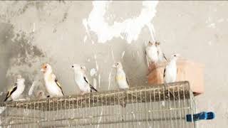 فراخ طفرة الحسون الرأس الابيض موجودة على ذمتكم من الان