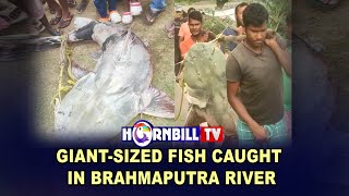 GIANT-SIZED FISH CAUGHT IN BRAHMAPUTRA RIVER