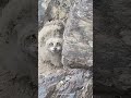 Fluffy Eurasian Eagle-Owl Chicks Found in Mountain Rock Crevices | Protected Chinese Wildlife