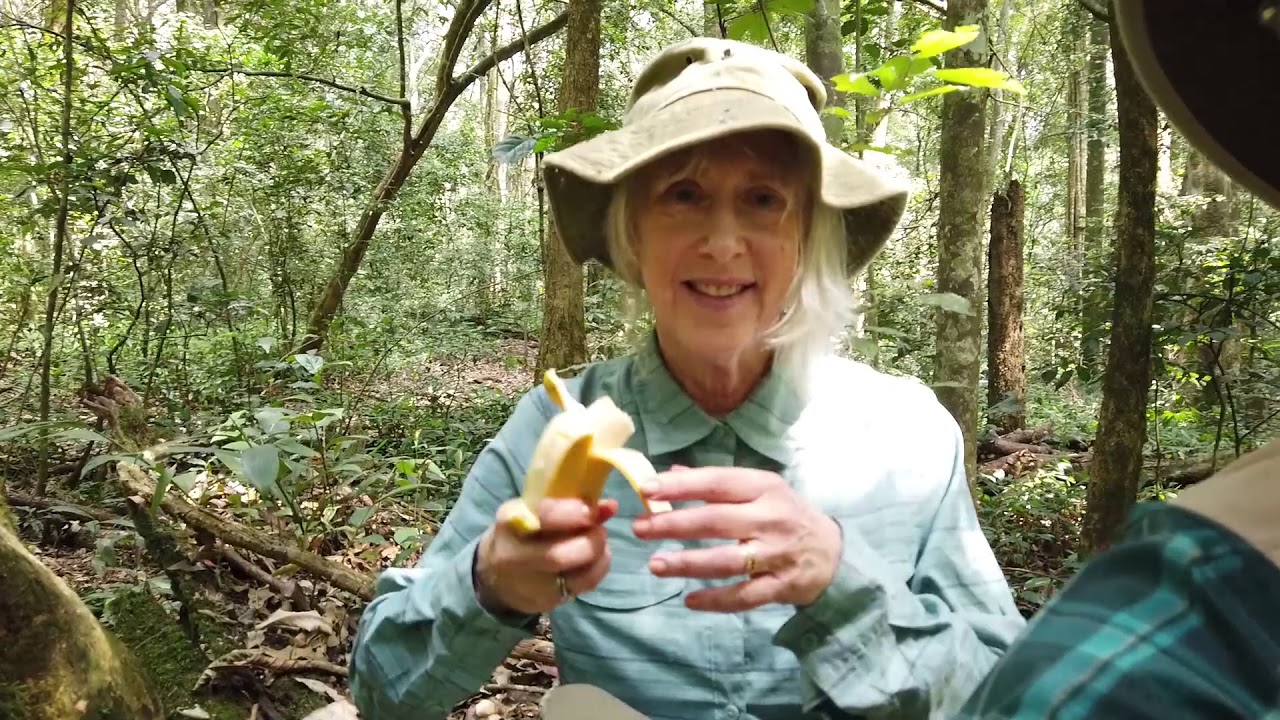 Chimpanzee Habituation Experience - Kibale, Uganda