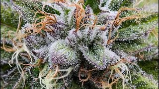 A Tale of Two Strains: Blue Dream vs. Bubba Kush - Comparing Opposite Ends of The Strain Spectrum