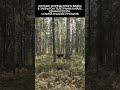 Охота на медведя с собакой охота охотник Hunting охотанамедведя медведь Охота на медведя с собакой охота охотник Hunting охотанамедведя медведь