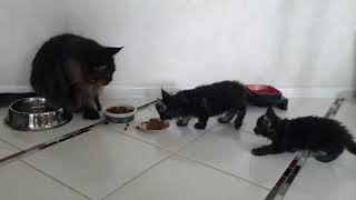 котята мейн кун, воспитание котята мейн кун, воспитание