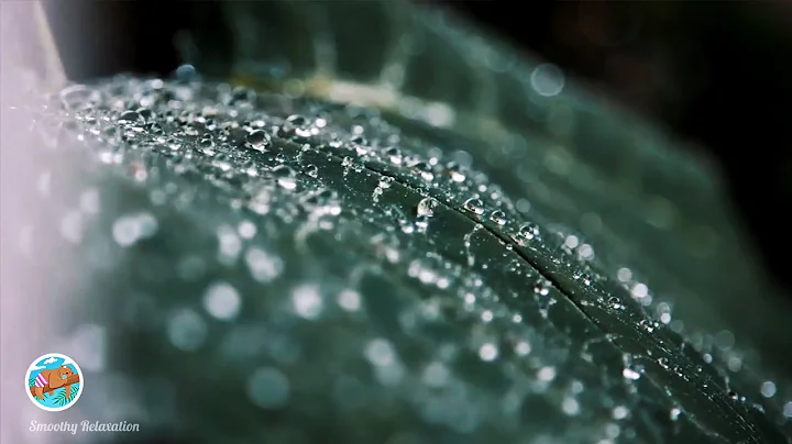 🔴 Live Birds Chirping and Singing in Rain, Relaxation, Meditation, Nature Sounds