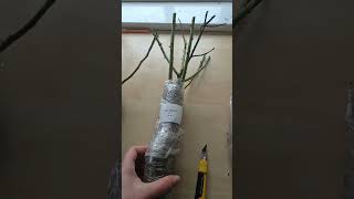 Розы распаковка. Новый питомник, приятные цены#розы#садоводничество#цветы