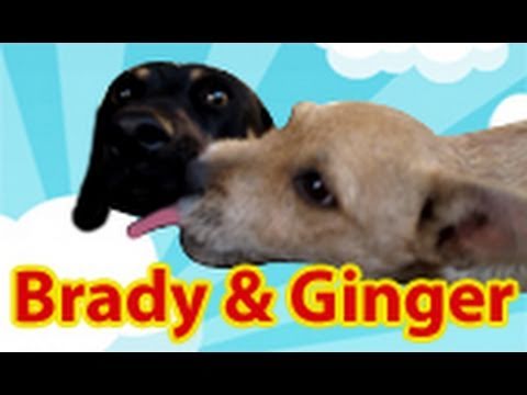 Brady & Ginger - Please share and help us.