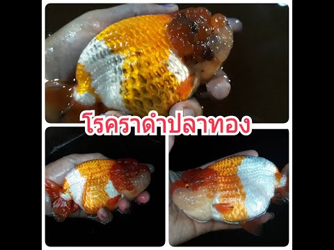 ปลาทองเป็นราดำดูยังไง @ บ้านปลาทอง อ่างศิลา