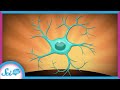 Understanding Microglia and Their Role in the Brain