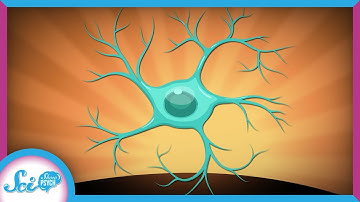 Meet Your Microglia: Your Brain