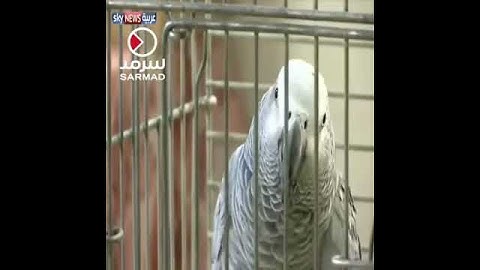 سبحان الله ببغاء يقرأ القرآن الكريم