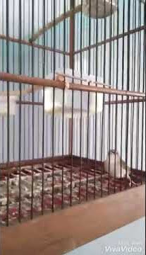 Suara Ciblek Gunung Isian