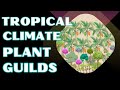 Discover tropical food forest plant combinations 3 inspiring examples