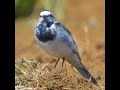 ハクセキレイが怒りの怒髪天【激レア野鳥シーン】