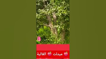 قرآن كريم اللهم إجعل القرآن الكريم ربيع قلوبنا ونور صدورنا اللهم آمين يـــــــــــارب العالمين#ميدلت