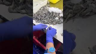 Famous Batch Quick Peeling, Max Efficiency Wealth