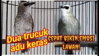 Pancingan Trucuk di pagi hari. Agar cepat ropel