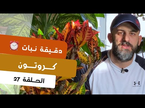 فيديو: هل نباتات كروتون داخلية؟