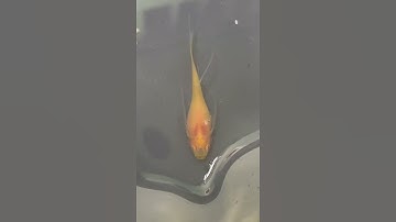 Thử chữa nấm cho cá bằng muối hột và cái kết…😨