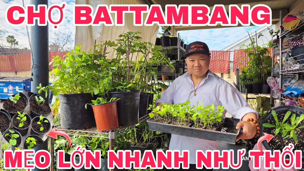 Chợ Battambang San Jose: Săn Cây Giống & Bí Quyết Sang Chậu Giúp Cây Lớn Nhanh Như Thổi🌳✨