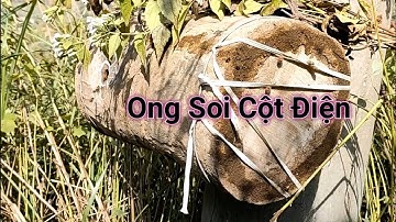 Bắt ong soi cột điện ong về thăm đông | Hân Đức Vlog
