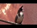 Red-whiskered Bulbul bird singing