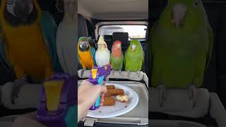 Who ate these yummy sticks with cheese? #parrot #parrotsound