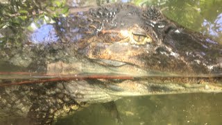 Part 2 FARM CITY ADVENTURES KUALA LUMPUR MALAYSIA