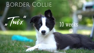 Border Collie „TWIX“ | 10 weeks | tricks and fun