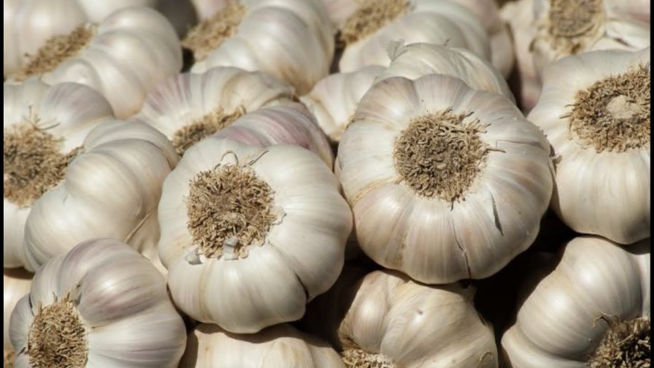 Ubuhinzi bwa tungurusumu; Tera Intambwe Muhinzi mworozi