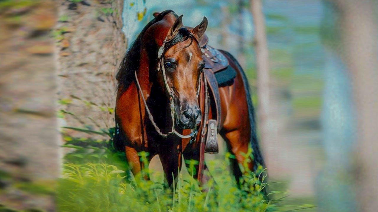 الأسطورة 🏆 فيرساتشي 🏆 ابن البطل فيم في إف ابن الأسطورة باي شاه وحفيد الأسطورة الشكلان | VERSACE