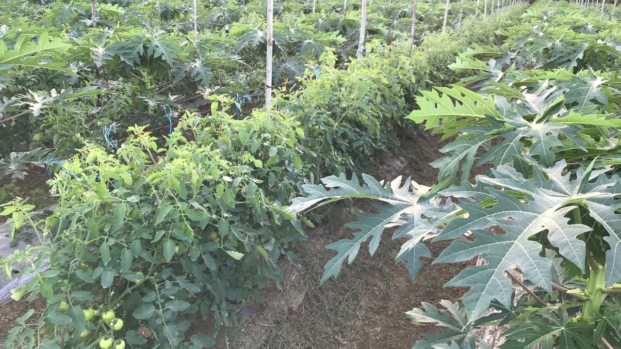 Update: Papaya and Tomato Intercropping