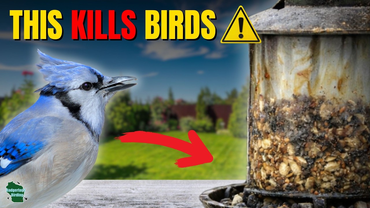 5 DEADLY Bird Feeding Mistakes You MUST AVOID