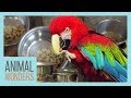Preparing A Proper Parrot Diet