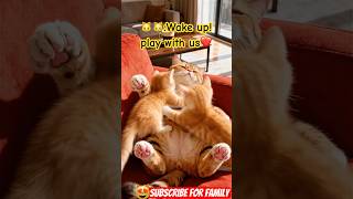 Kitten Alarm Clock: Wake Up On The Soft Belly! 😻⏰🐈