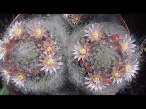 ቪዲዮ: Mammillaria Plumosa: አበቦች ከላባ እንዴት እንደሚያድጉ