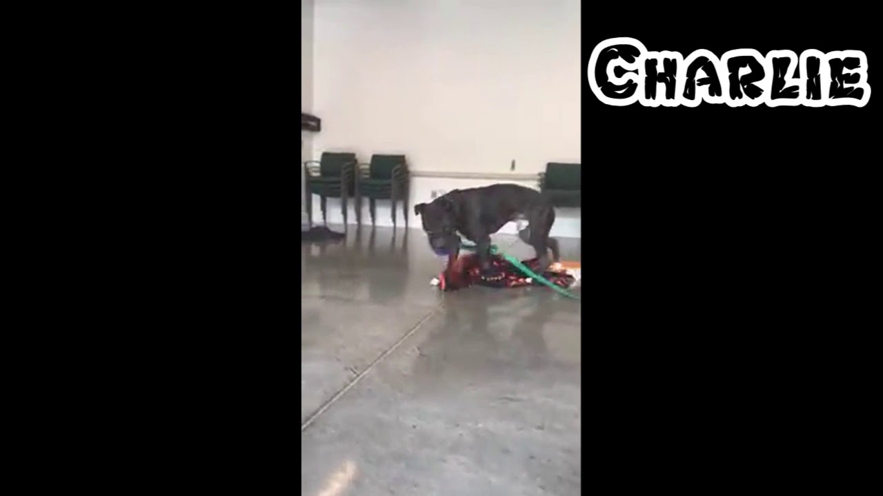 humane animal rescue pittsburgh facebook Fall in Love with Charlie at HAR East End!