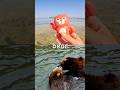 Animal Names for Kids to Learn at the Lagoon: Bear Giraffe Camel Rhino Hippo