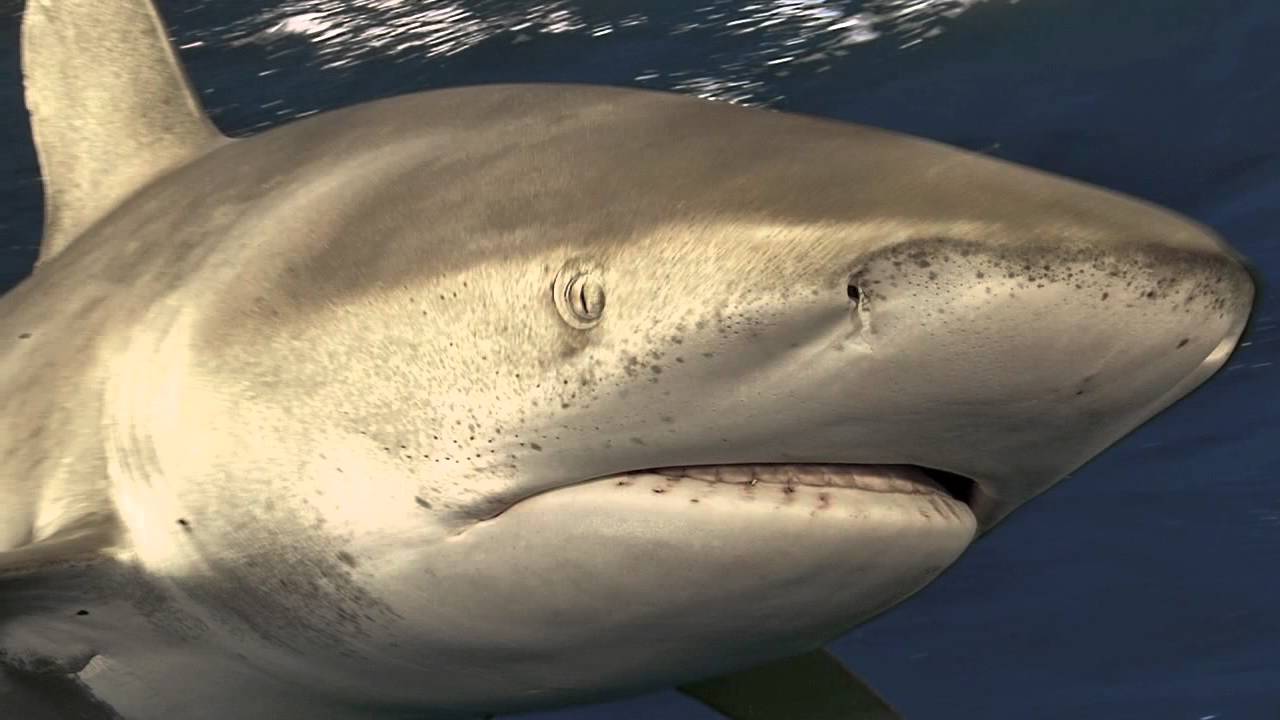 nat geo history books Ocean Soul: Close Encounters with a Dangerous Shark